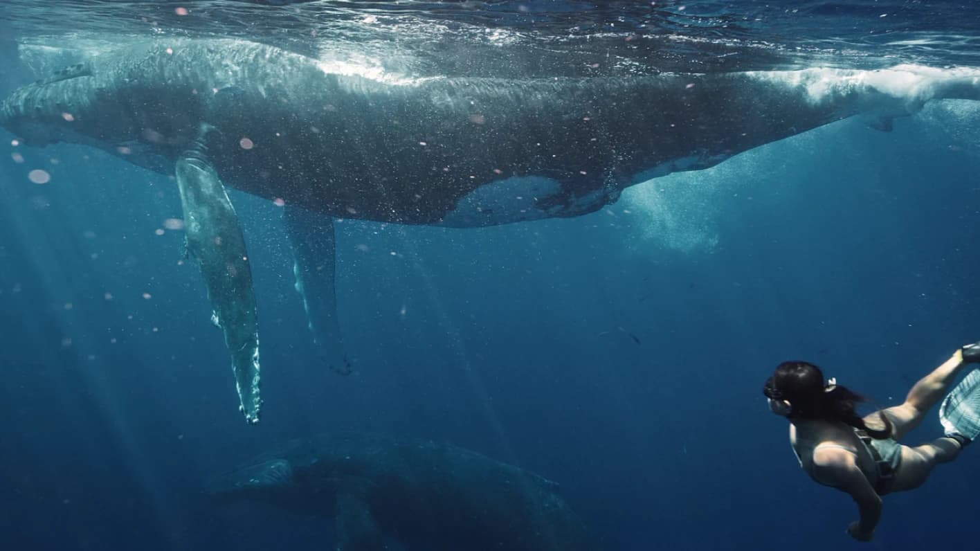 海中を泳ぐ巨大なクジラと、それを見上げるダイバー